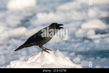 Large-billed Crow (Corvus macrorhynchos japonensis), also known as Jungle Crow. Sitting on drift ice off the coast of Hokkaido in Japan. Stock Photo