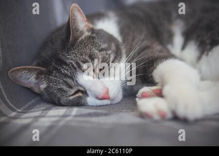 Cute domestic striped lazy cat with a pink nose curled up sleeping on a gray plaid blanket on a boring day. Stock Photo