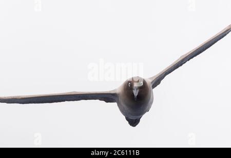 Adult Light-mantled Albatross (Phoebetria palpebrata) flying head on, high above the Pacific Ocean between the Aucklands islands and Antipodes islands Stock Photo