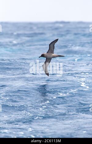 Adult Light-mantled Albatross (Phoebetria palpebrata) flying low over the Pacific Ocean between the Aucklands islands and Antipodes islands, New Zeala Stock Photo