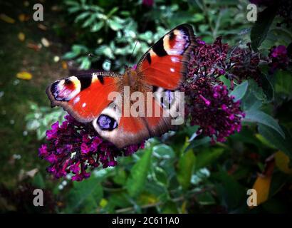 Peacock Butterfly on Buddleia in garden Surrey,England. July 2020. Aglais io, the European peacock, more commonly known simply as the peacock butterfl Stock Photo