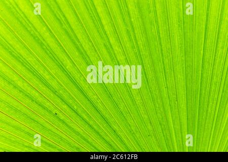 Soft focus of the camera on the green palm leaf, background image Stock Photo