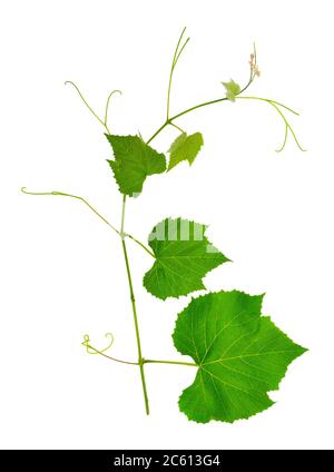 Branch vine leaves isolated on white background Stock Photo
