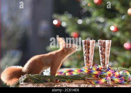 Squirrel celebration Stock Photo