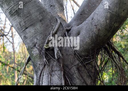 A close up shot of Ficus religiosa tree trunk.It is also known as the bodhi tree, pippala tree, peepul tree, peepal tree or ashwattha tree (in India a Stock Photo