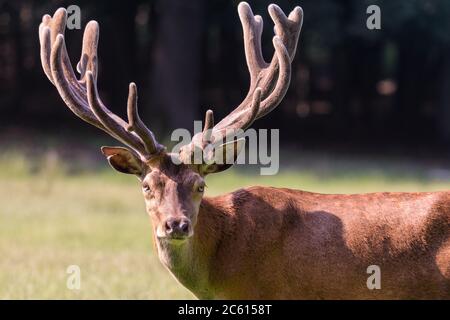 Red deer (cervus elaphus) stag (male) with impressive antlers in natural environment grass and woodland, Germany