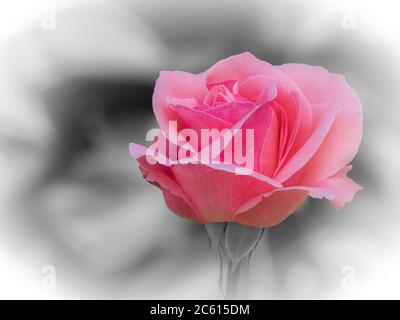 Romantic pinkish rose with a raindrop on the petal with a grey defocussed background Stock Photo