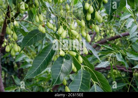 Indian lilac seeds,fruits and leaves. Azadirachta indica, commonly known as neem, nimtree or Indian lilac,is a tree in the mahogany family Meliaceae. Stock Photo