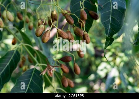 Indian lilac seeds,fruits and leaves. Azadirachta indica, commonly known as neem, nimtree or Indian lilac,is a tree in the mahogany family Meliaceae. Stock Photo