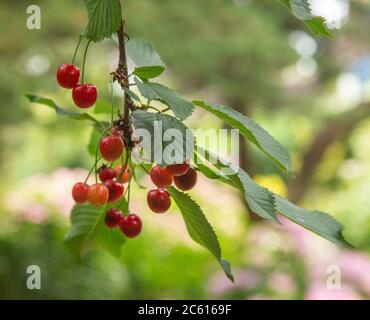 Wild cherry fruit hanging from the tree,  prunus avium. Stock Photo