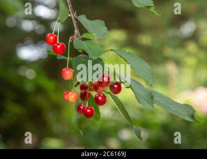 Wild cherry fruit hanging from the tree,  prunus avium. Stock Photo