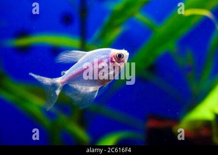 Blue Ternary genetically modified fish in the aquarium. Gymnocorymbus ternetzi. Soft focus. Stock Photo