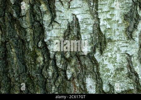 Wooden texture background. Tree bark copy space backdrop. Macro photo Stock Photo