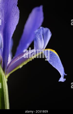Vibrant purple Iris Hollandica Flower standing with open bloom in studio lit environment on a black background Stock Photo