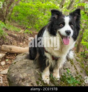 Border collie resting on large boulder after climbing down muddy mountain trail. Stock Photo