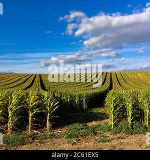 Field of corn in Auvergne. France Stock Photo