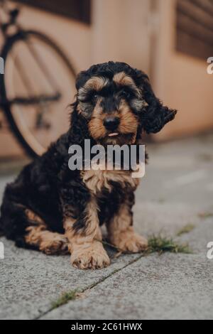 Portrait of a two months old Cockapoo puppy sitting on the patio, ears flying in the wind, selective focus on the eyes. Stock Photo