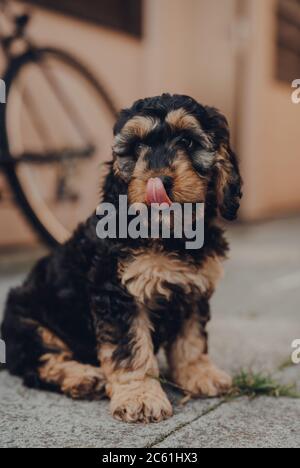Portrait of a two months old Cockapoo puppy sitting on the patio, licking its nose, selective focus on the eyes. Stock Photo
