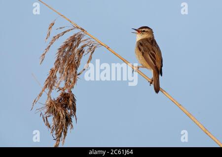 Sedge Warbler (Acrocephalus schoenobaenus) in a reedbed in the Netherlands. Singing male from top of a reed, seen on the back. Stock Photo