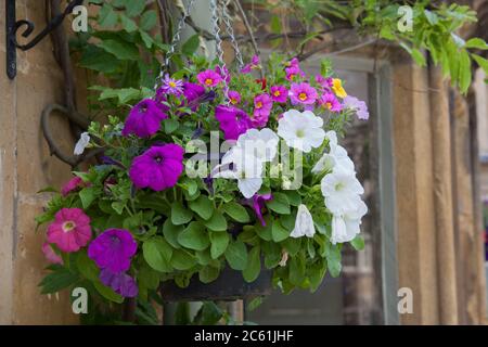 A hanging basket with Large White Petunia flowers and Purple Rock Cress flowers Stock Photo