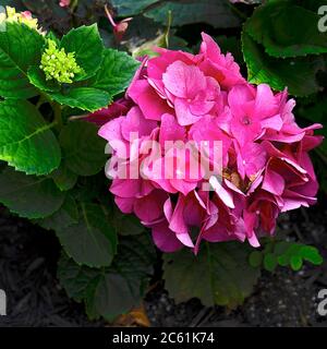 Endlesss Summer Stock Photo