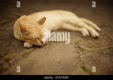 Ginger cat sleep on the road in summer. Stock Photo