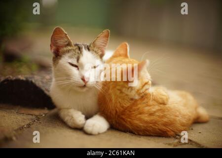 White cat and ginger kitten are resting in a summer garden. Stock Photo