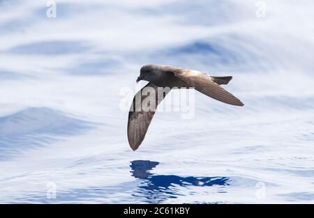 Madeiran Storm Petrel (Oceanodroma castro granti), also known as Band-rumped and Grant's Storm Petrel, flying over the ocean off Madeira in the Atlant Stock Photo
