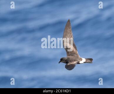 Madeiran Storm Petrel (Oceanodroma castro granti), also known as Band-rumped and Grant's Storm Petrel, flying over the ocean off Madeira in the Atlant Stock Photo