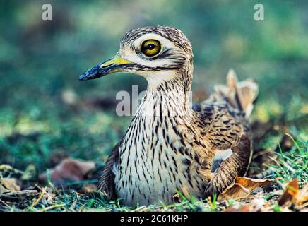 Indian Stone-Curlew or Indian Thick-knee, Burhinus indicus, incubating eggs on ground nest, Keoladeo Ghana National Park, Bharatpur, India Stock Photo