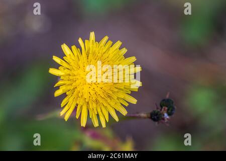 Sonchus oleraceus, Smooth Sow thistle Flower Stock Photo