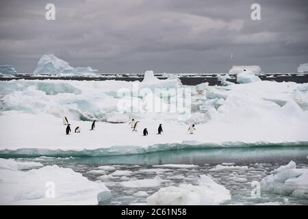 Adelie Penguin (Pygoscelis adeliae) on Signy Island, Coronation Island, Antarctica Stock Photo