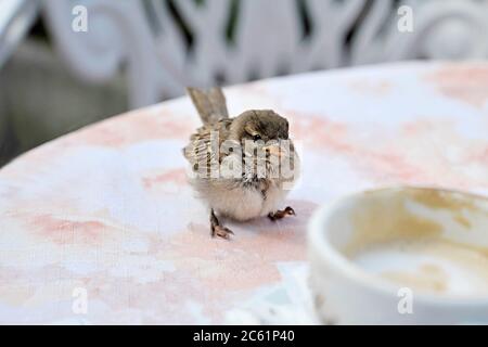 Cheeky little sparrow bird enjoying the sunshine sitting on a table making his way to drink from a coffee cup outside in spring Stock Photo