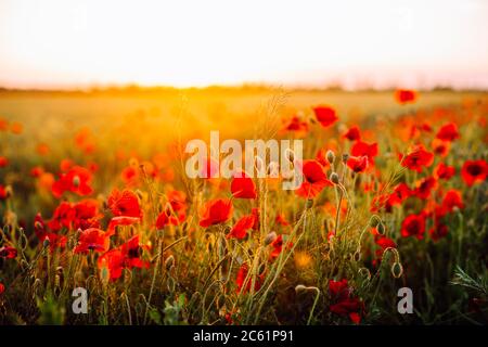 Red poppies field at sunset. Soft focus Stock Photo