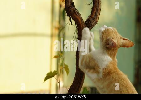 Ginger white cat sharpens its claws on the trunk of the grape. Stock Photo