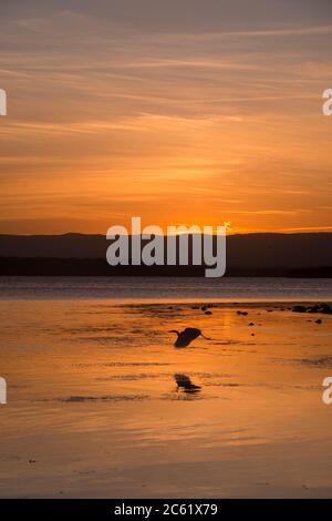 Heron in flight Santuary Point at sunset NSW Australia Stock Photo