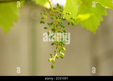 Young grapes growing on a branch in the garden Stock Photo