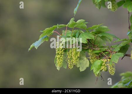 Sycamore Tree (Platanus occidentalis) Stock Photo
