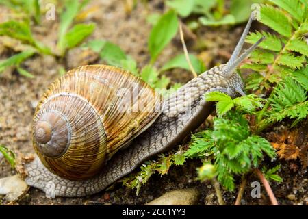Big snail close up photo in the green grass, that is trying to get somewhere. Stock Photo