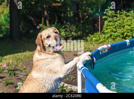 white labrador by the pool in the garden Stock Photo