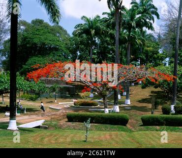 Botanical Gardens Scarborough Tobago Flamboyant Tree Stock Photo