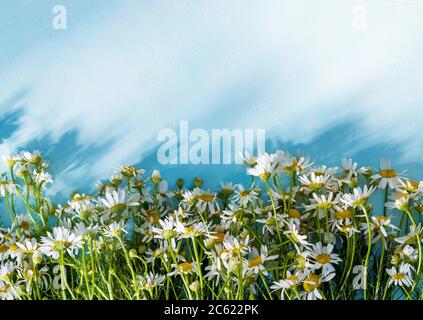 lots of white daisies on a blue background Stock Photo