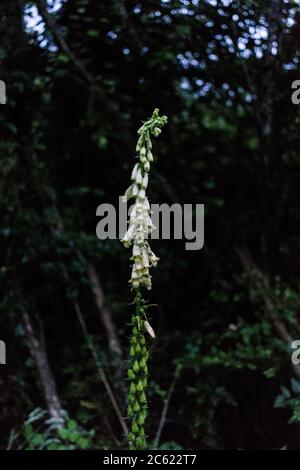 Tall plant with many small white flowers. Stock Photo