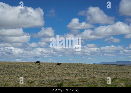 Steer grazing on the wide open range, Wyoming USA Stock Photo