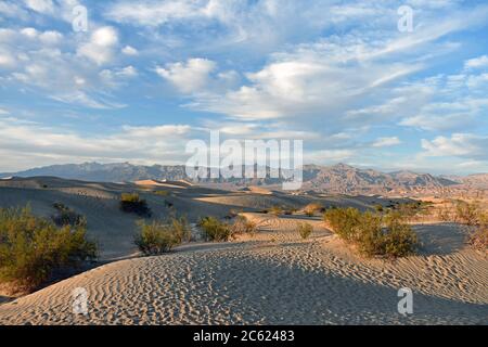 Sunset at Mesquite Flat sand dunes in Death Valley National Park, California. Mesquite trees & footprints in the sand and mountains behind the dunes. Stock Photo