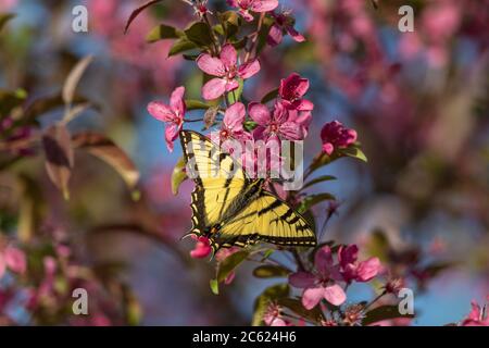 Eastern tiger swallowtail finding the nectar from a flowering crabapple tree. Stock Photo