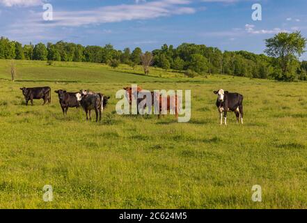Cattle on a summer day in northern Wisconsin. Stock Photo