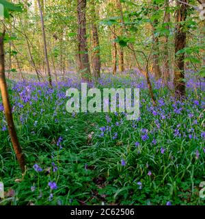 Wickham, UK - April 11, 2020:  Bluebells in the wood, near Wickham, Hampshie, UK Stock Photo