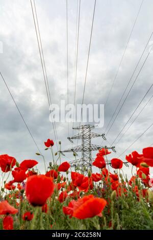 Field of bright red poppies and wheat on a sunny day. High voltage power lines in the background Stock Photo