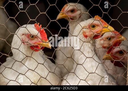 Young white chicken. Looks through the wire netting. Chicken behind a metal gray fence net on a farm Stock Photo